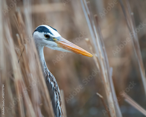 great blue heron ardea cinerea photo