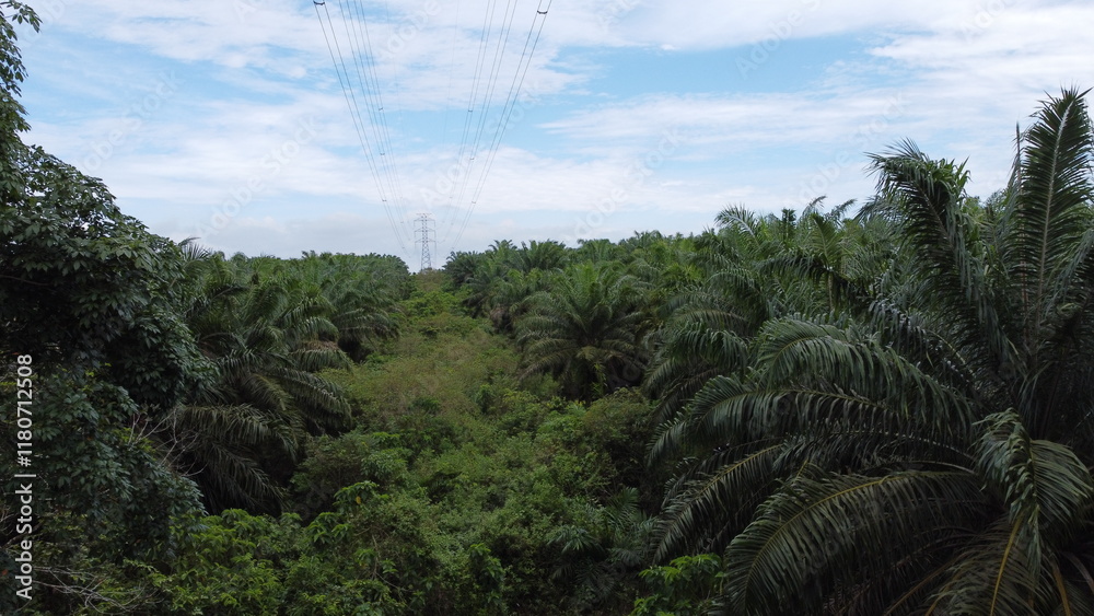 View a huge area of Agricultural industry palm oil tree plantation aerial view with high voltage power line. The green and vast tropical rain forest.