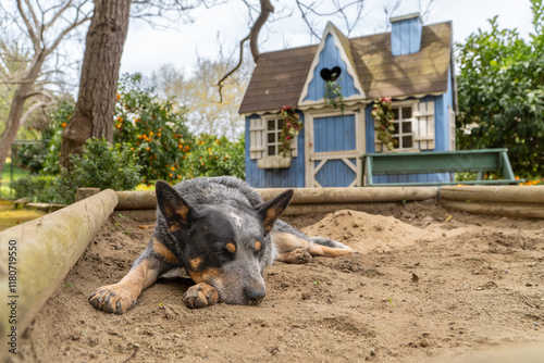 Adorable Dog Resting on Sandbox in Kids' Play Area