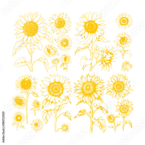 Sunflower hand drawn design vector template illustration