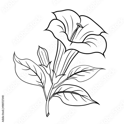 lili