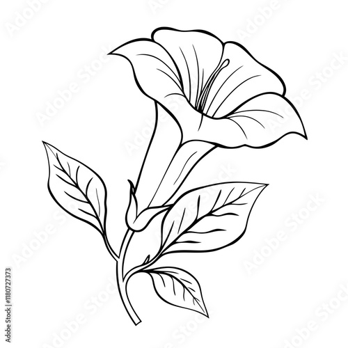 lili