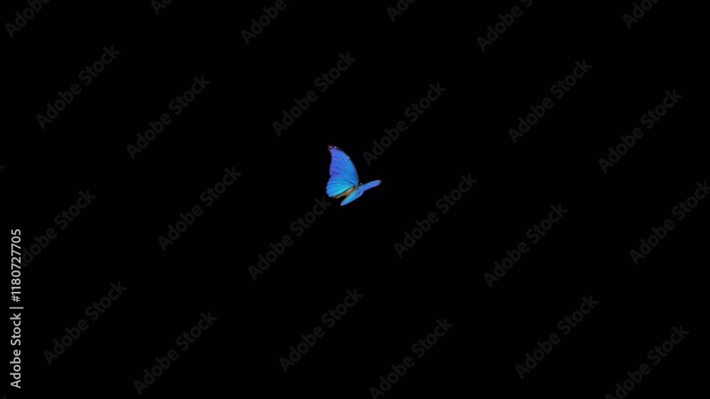 Tropical Butterfly Blue Morpho - Flying and Landing - In and Out - Alpha Channel - 4K UHD 3D animation isolated on transparent background