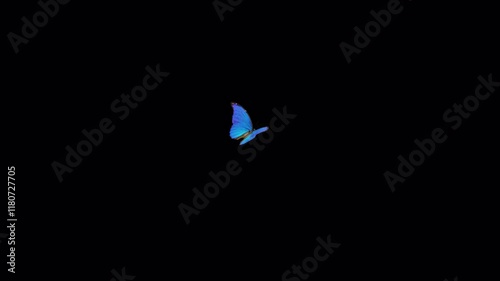 Tropical Butterfly Blue Morpho - Flying and Landing - In and Out - Alpha Channel - 4K UHD 3D animation isolated on transparent background