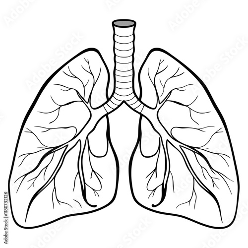 Human lung