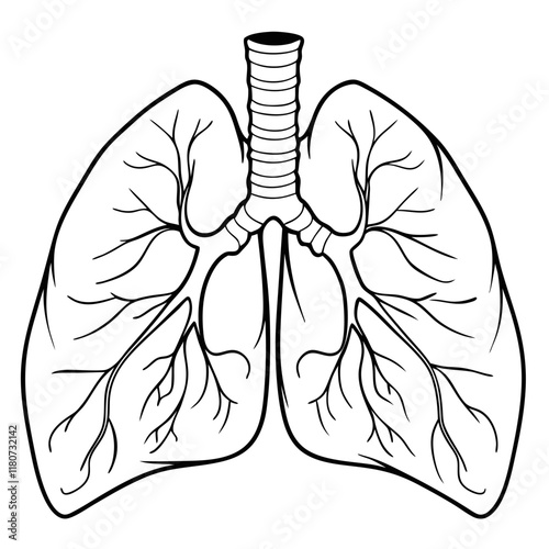 Human lung