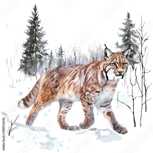 A watercolor of a lynx walking through a snowy forest, leaving paw prints in the snow, isolated on a white background. Lynx forest vector.
 photo