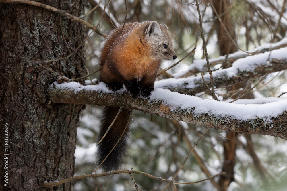 American marten Martes americana also known as pine marten looks to the side as it sits on a snow covered branch in a tree during winter in Algonquin Provincial Park Ontario Canada American marten Martes americana also known as pine marten looks to the side as it sits on a snow covered branch in a tree during winter in Algonquin Provincial Park Ontario Canada