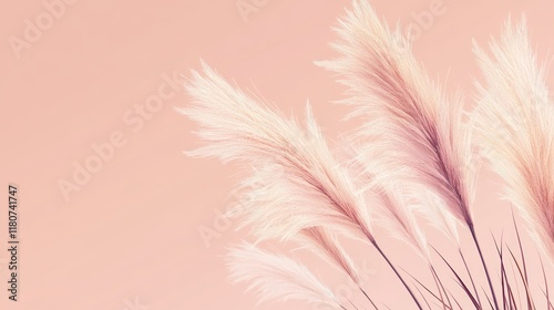 Serene Pampas Grass against a Peach Background: A Minimalist Botanical Image