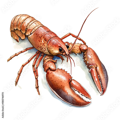 A watercolor painting of a lobster in shallow water, surrounded by pebbles and seaweed, isolated on a white background. Lobster water vector.
