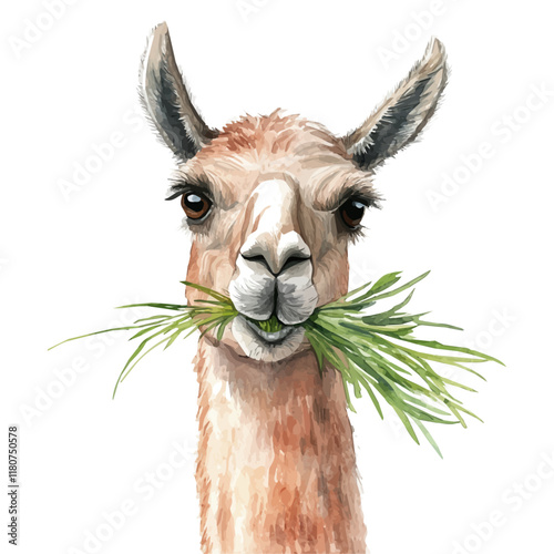 A watercolor vector of a llama chewing grass in a lush green meadow, isolated on a white background. Llama grass vector.
