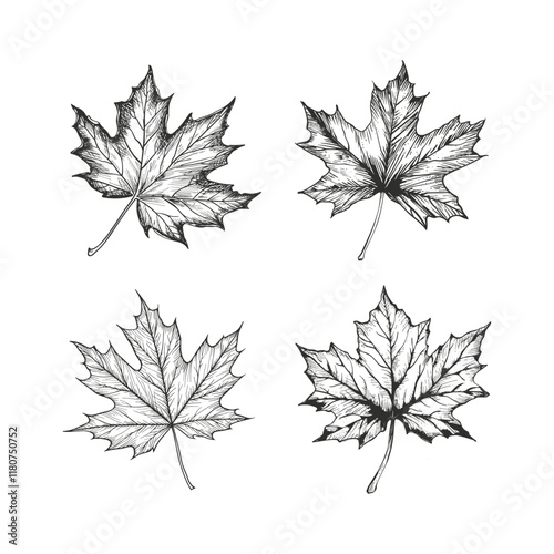 Maple leaf hand drawn engraving design vector template illustration