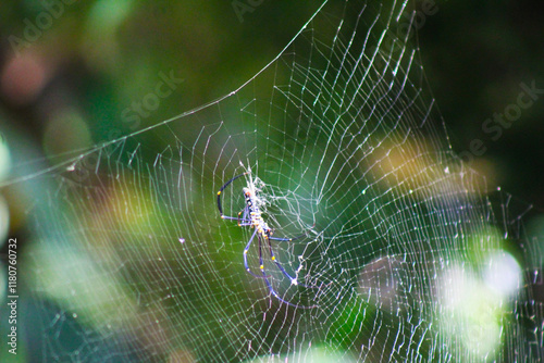 Close-up of a Nephila pilipes spider suspended in its intricate web. The striking black and yellow markings stand out against a muted background, showcasing nature’s artistry. photo