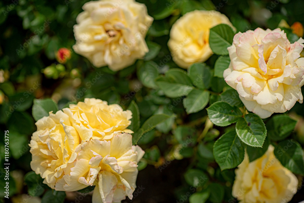 nice roses in the garden nice roses in the garden