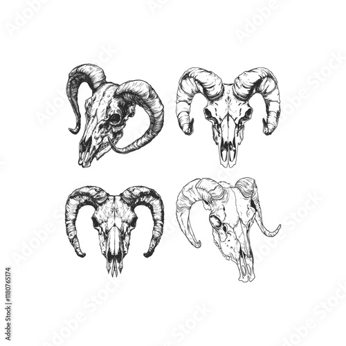 Ram skull hand draw engraving design vector template illustration