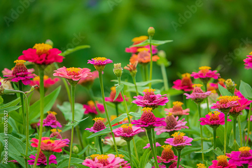 Wallpaper Mural zinnia flowers in the garden Torontodigital.ca