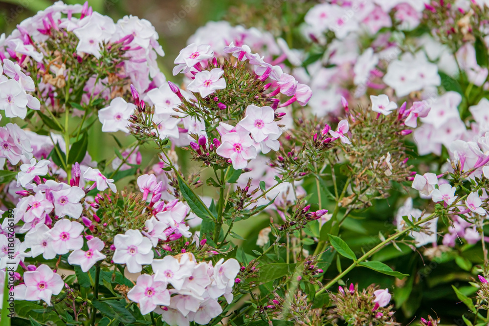 phlox flowers in the garden phlox flowers in the garden