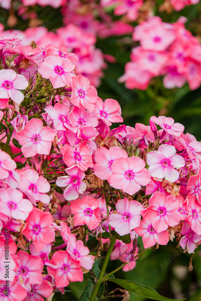 Fototapeta premium phlox flowers in the garden