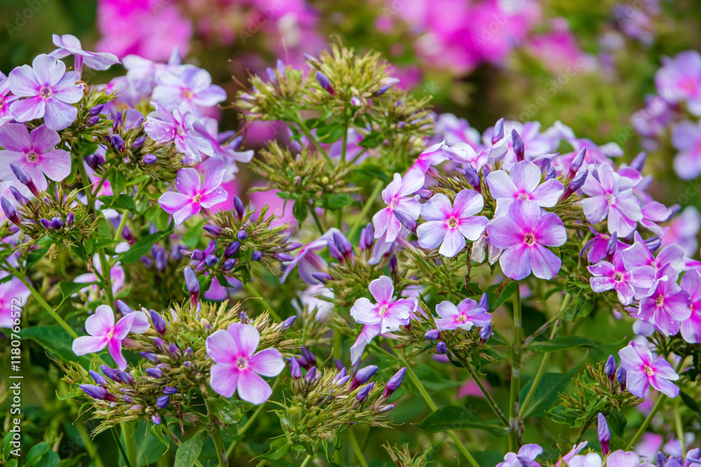 phlox flowers in the garden phlox flowers in the garden