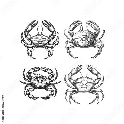 Crab hand draw engraving design vector template illustration