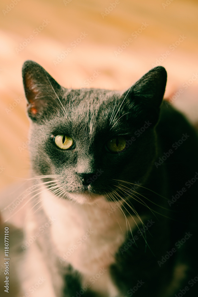 Φωτογραφία Portrait of a beautiful gray cat with yellow eyes, sitting in front of a backdrop of natural light
