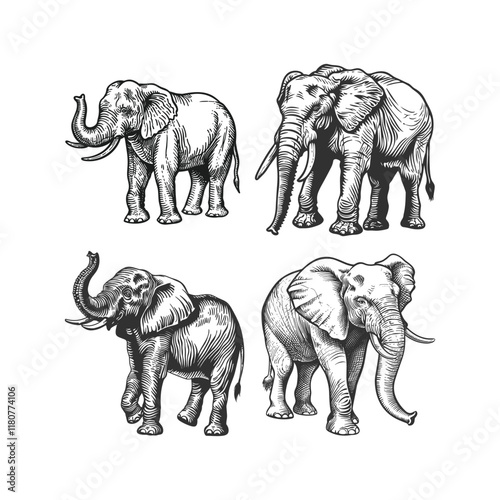 Elephant hand draw engraving design vector template illustration