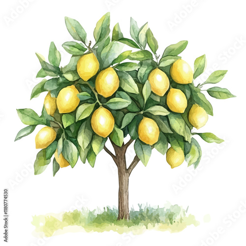 A watercolor vector of a lemon tree with ripe lemons hanging from its branches, isolated on a white background. Lemon tree vector.
