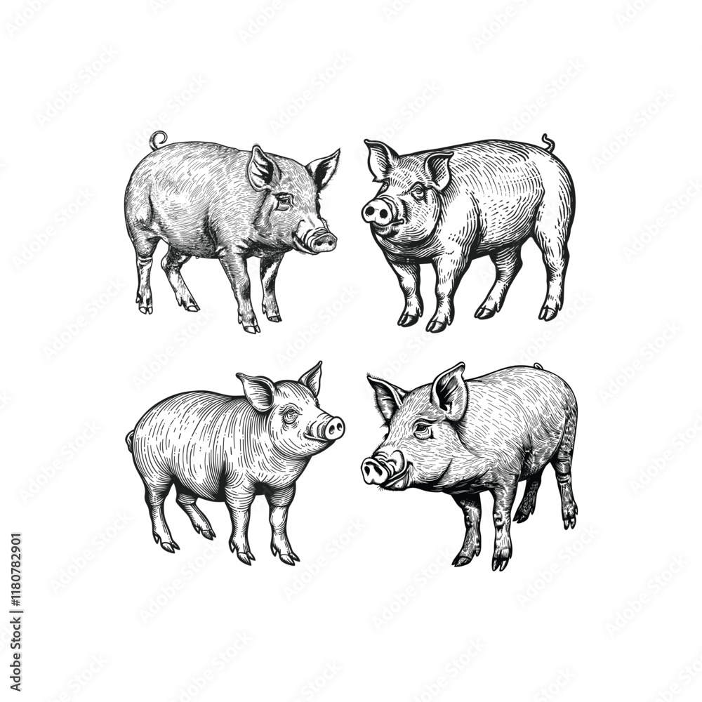 Fototapeta premium Pig hand draw engraving design vector template illustration
