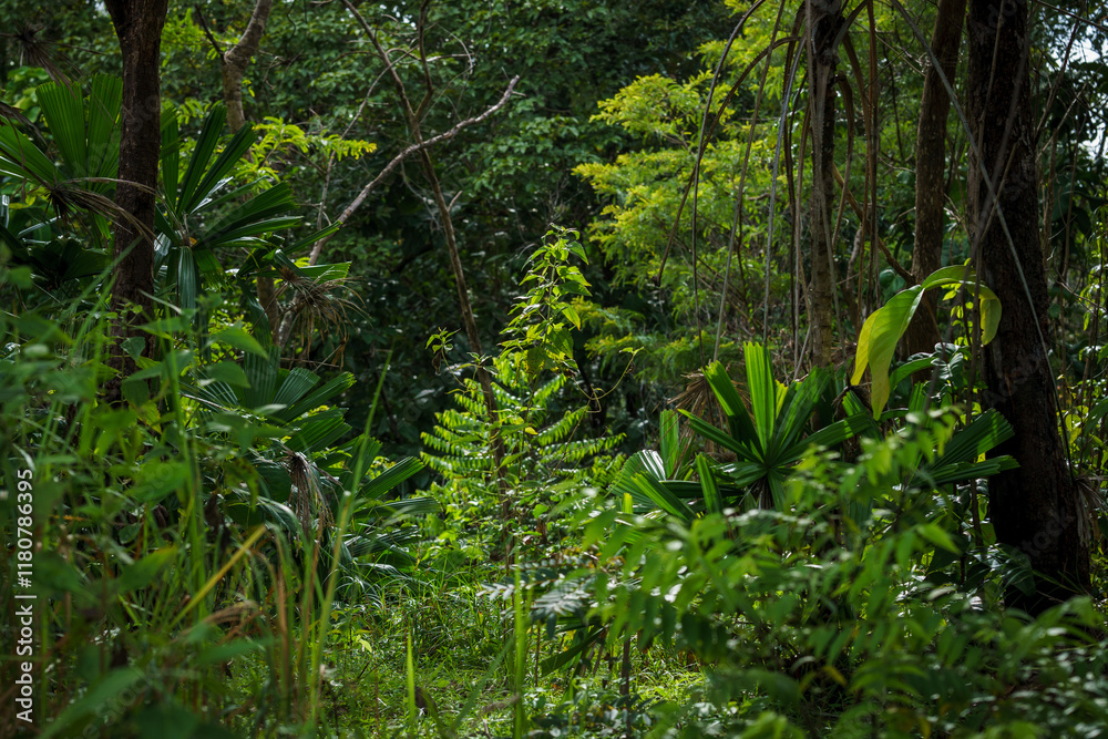 Fototapeta premium fern in the forest