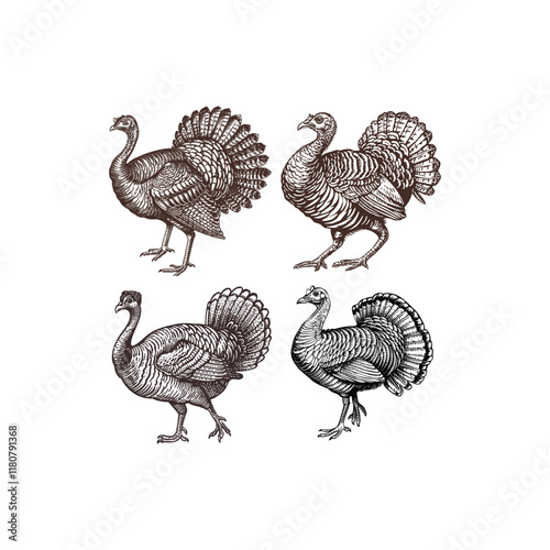 Turkey hand draw engraving design vector template illustration