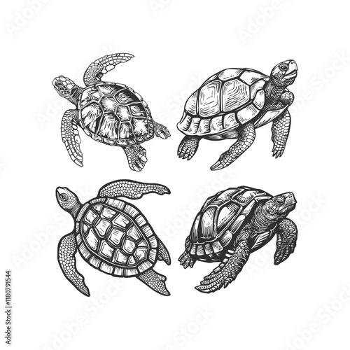 Turtle hand draw engraving design vector template illustration