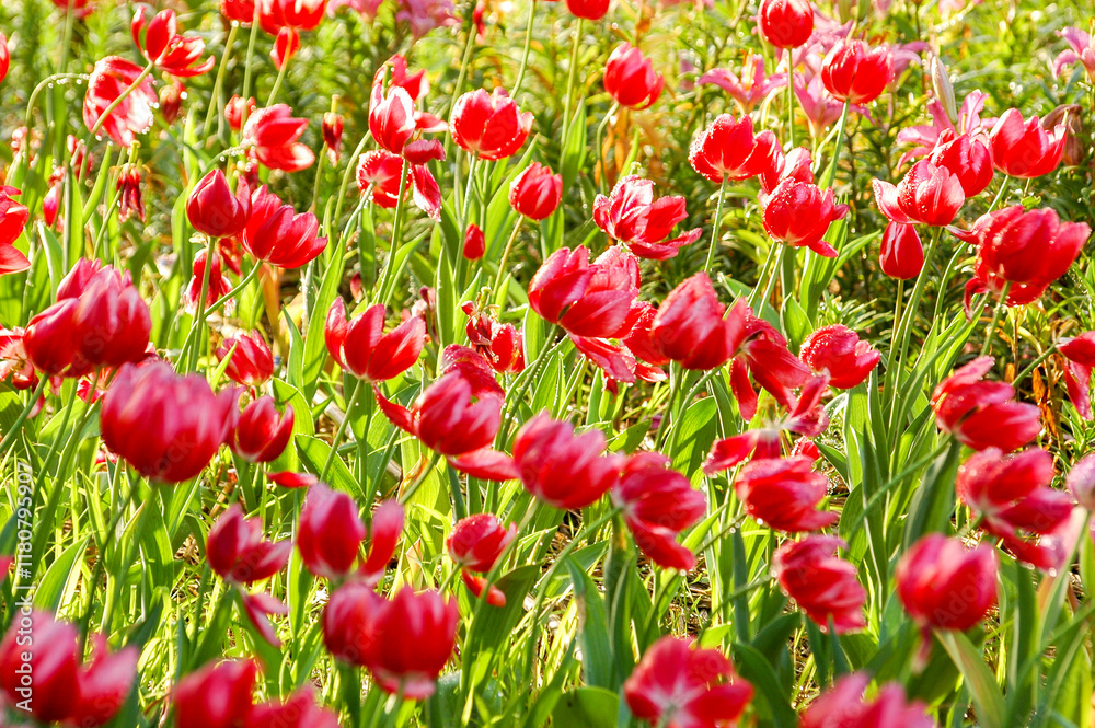 Fototapeta premium Tulips is The flowers are usually large, showy and brightly colored, generally red, pink, yellow, or white. Chiang Rai Province : Thailand