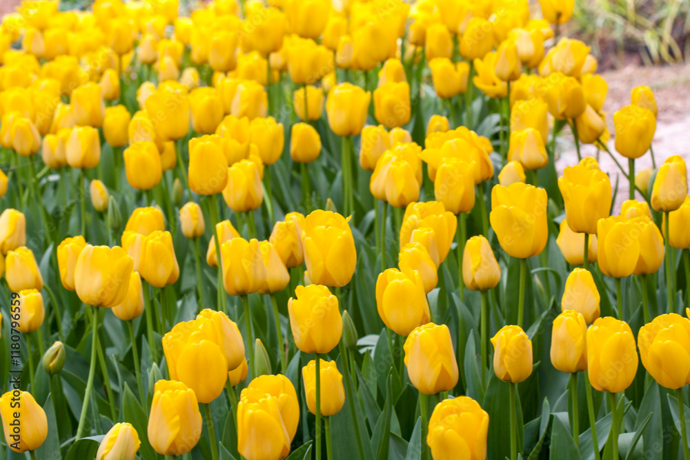 Tulips is The flowers are usually large, showy and brightly colored, generally red, pink, yellow, or white. Chiang Rai Province : Thailand Tulips is The flowers are usually large, showy and brightly colored, generally red, pink, yellow, or white. Chiang Rai Province : Thailand