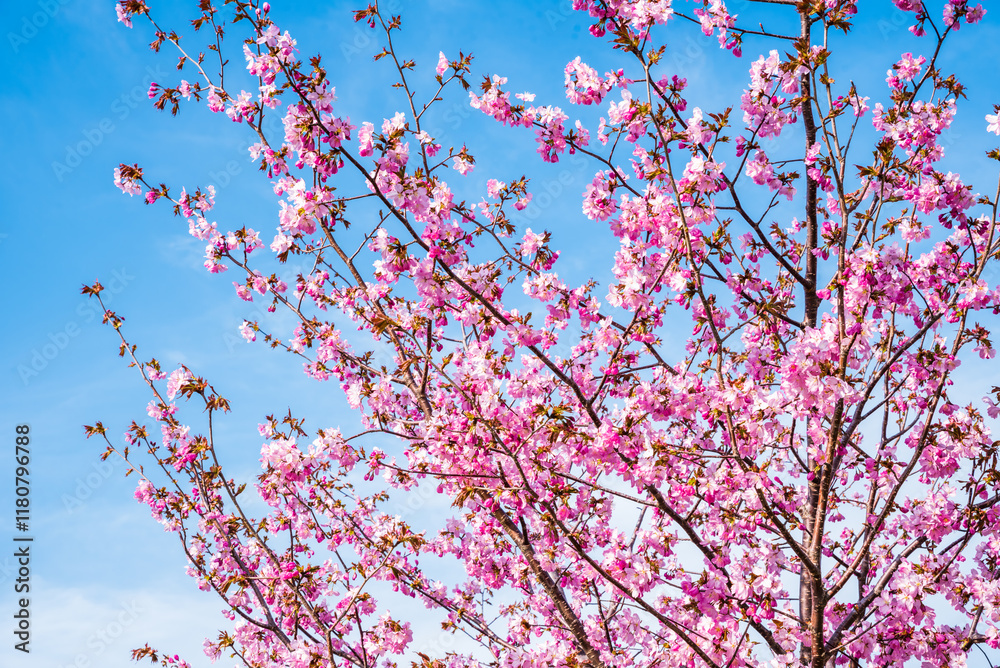 Cherry blossom tree in full bloom against a clear blue sky. The delicate pink flowers symbolize spring's arrival, showcasing nature's beauty and tranquility Cherry blossom tree in full bloom against a clear blue sky. The delicate pink flowers symbolize spring's arrival, showcasing nature's beauty and tranquility