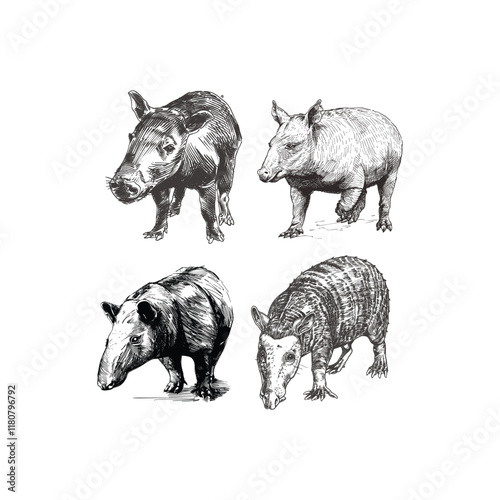 Tapir hand draw engraving design vector template illustration
