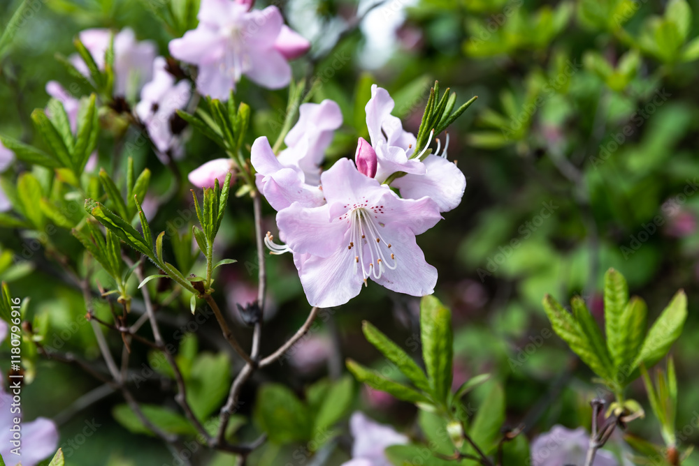 Rhododendron schlippenbachii, also called royal azalea, blooming in spring on the Russian Far East, surrounded by fresh green foliage, highlighting the region’s natural beauty