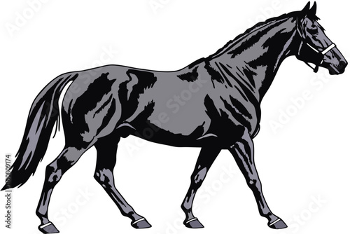 Black stallion, muscular horse, glossy coat, detailed anatomy, strong posture, side view, white background, photorealistic, high contrast, majestic, sleek, powerful, equine portrait, studio lighting, 