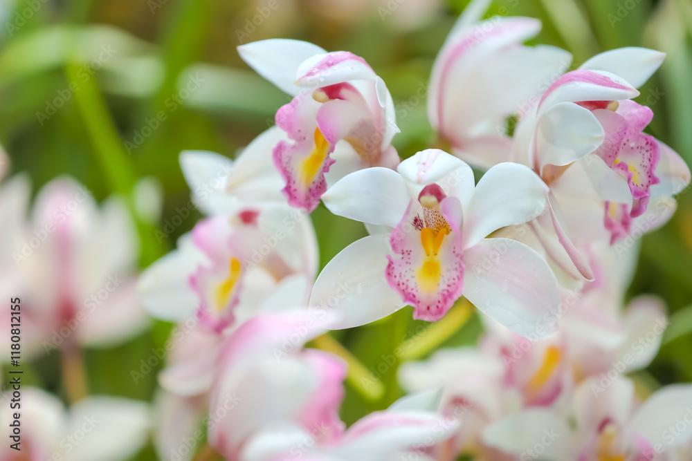 Obraz premium Paphiopedilum orchid white and pink flower selective focus