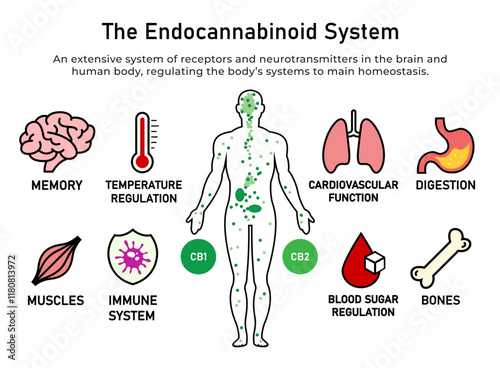 Endocannabinoid System infographic.eps