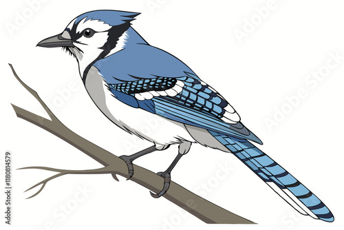 Blue jay, photorealistic, detailed feathers, side view, white background, sharp beak, vibrant colors, ornithological illustration, crisp focus, studio lighting, high resolution, nature photography, bi