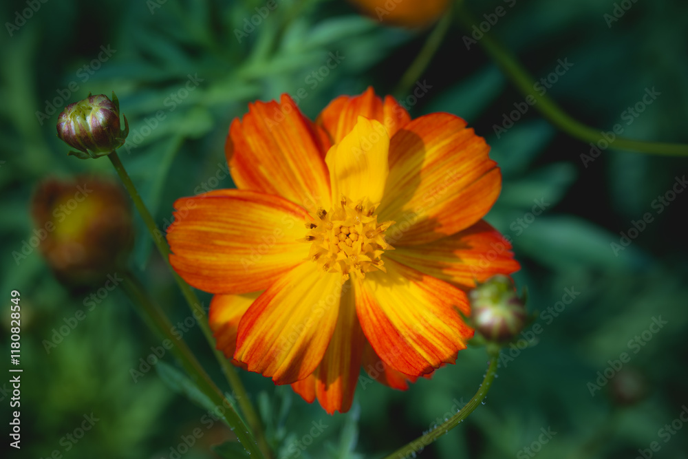 golden pheasant soup in the garden golden pheasant soup in the garden