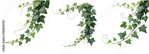 Set of green leaves from Javanese treebine or grape ivy (Cissus spp.), a jungle vine and hanging ivy plant bush foliage, isolated on a white background with a clipping path.	
