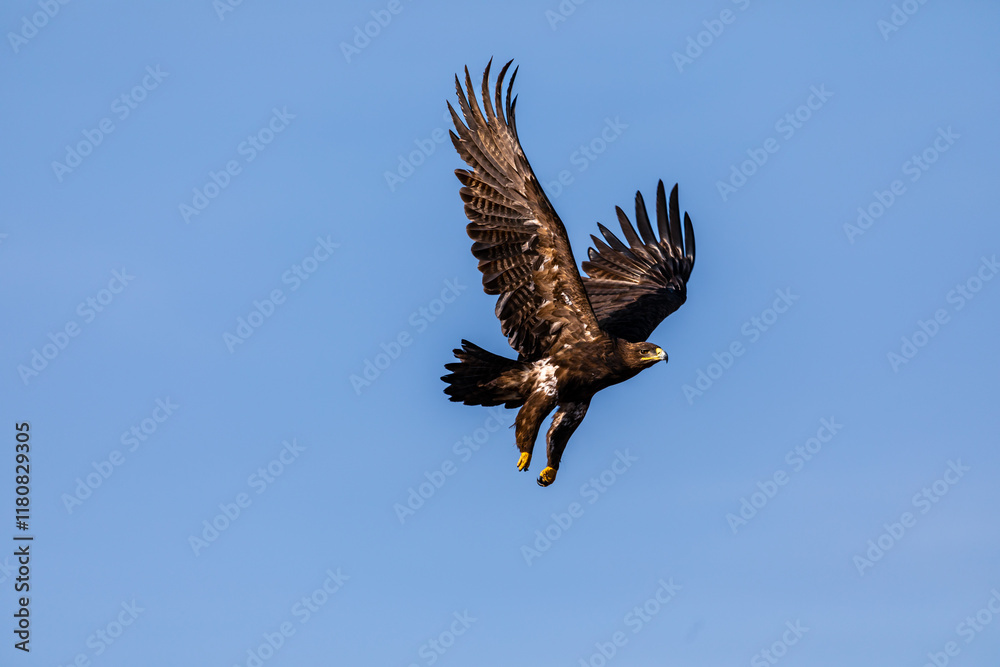 Obraz premium The majestic steppe eagle (Aquila nipalensis) soars gracefully over the grasslands of Bhigwan Wildlife Sanctuary, showcasing its impressive wingspan against the clear skies.