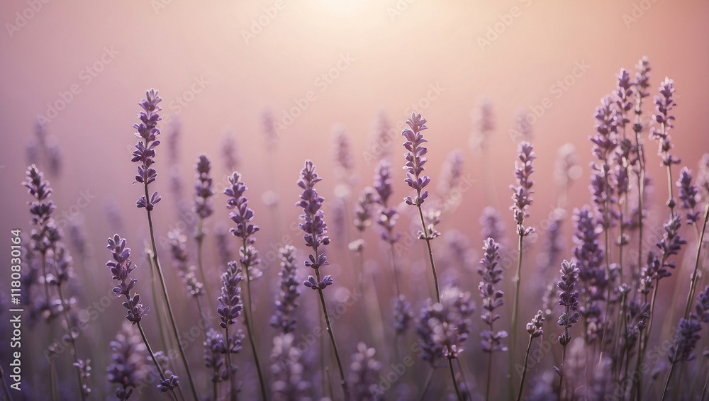 Naklejka premium lavender field at sunset