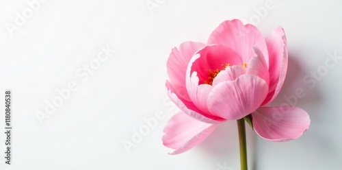 Soft pink peony flower fully open on white background with clear space, floral, single bloom
