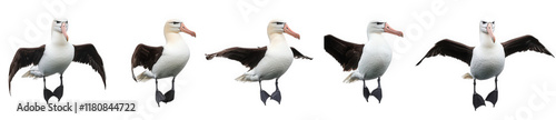 sequence of five albatrosses in various stages of flight. showcasing their large wings and distinctive beaks the birds are depicted against a white background. emphasizing their graceful movements and photo