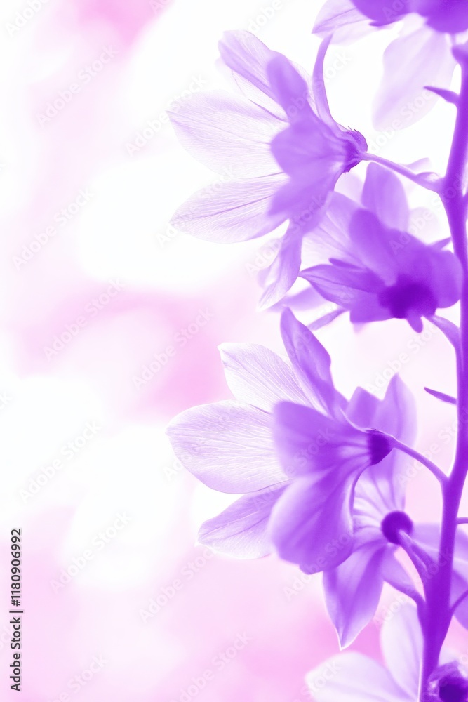 custom made wallpaper toronto digitalDelicate Purple Orchid Flowers with Soft Focus on a Light Pink Background