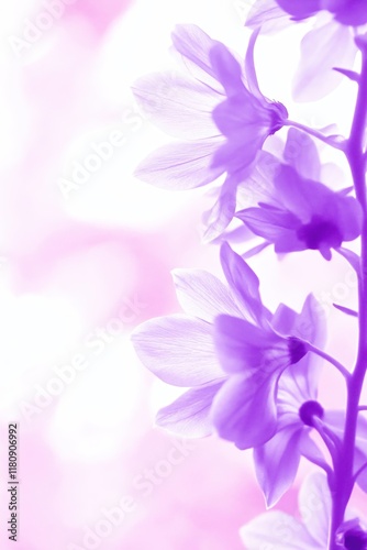 Wallpaper Mural Delicate Purple Orchid Flowers with Soft Focus on a Light Pink Background Torontodigital.ca