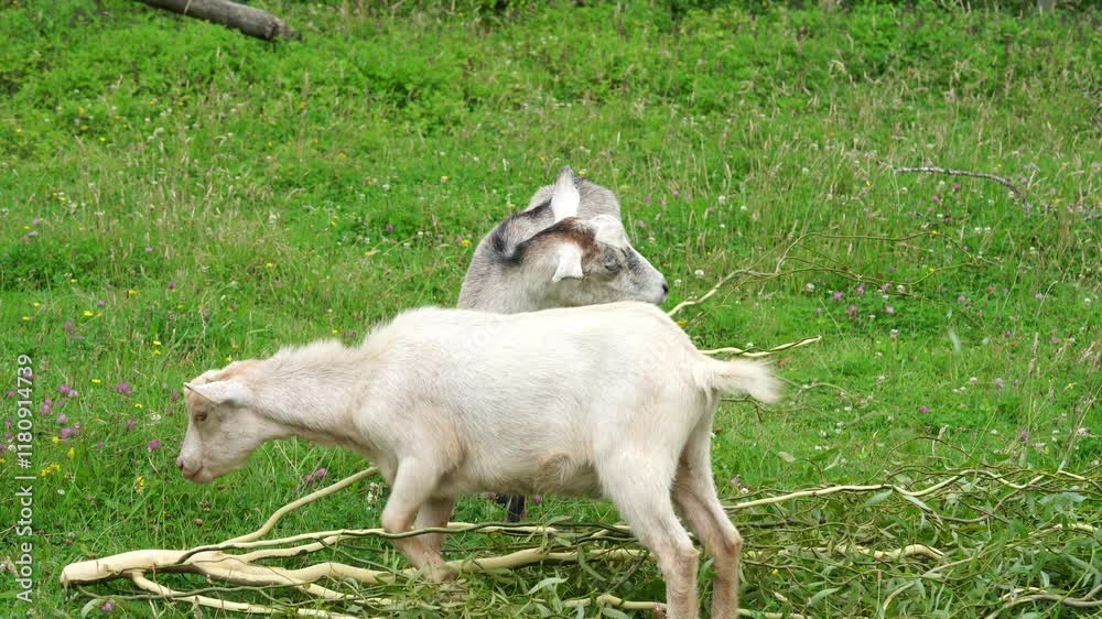 Playful goats frolicking in a lush green pasture, full of life and joy Playful goats frolicking in a lush green pasture, full of life and joy