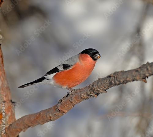 cardinal on a branch photo